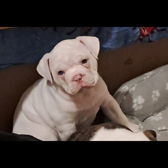 Dorset Olde Tyme Bulldogge - Both