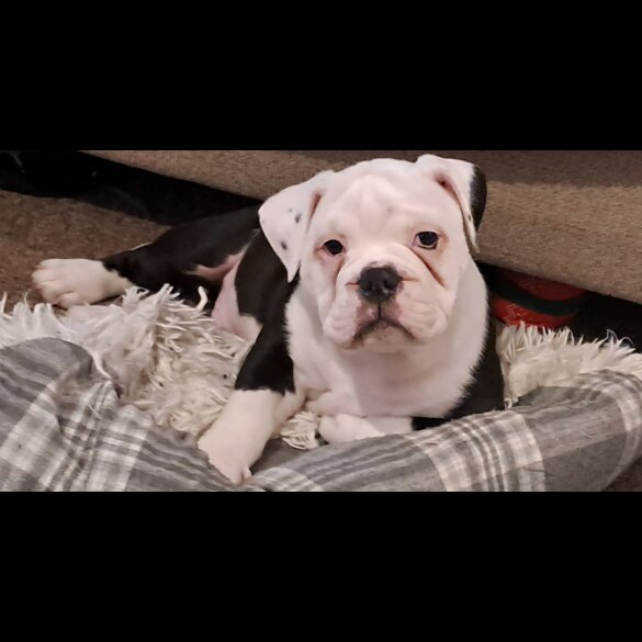 Dorset Olde Tyme Bulldogge - Both