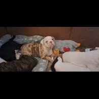 Dorset Olde Tyme Bulldogge - Both