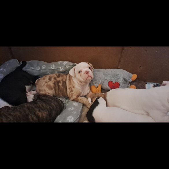 Dorset Olde Tyme Bulldogge - Both