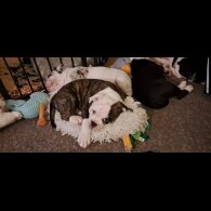 Dorset Olde Tyme Bulldogge - Both