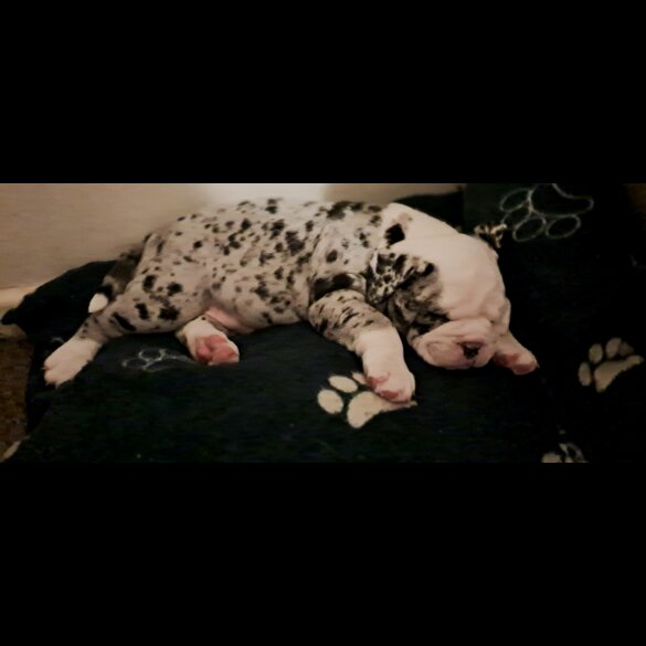 Dorset Olde Tyme Bulldogge - Both