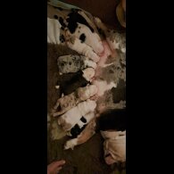 Dorset Olde Tyme Bulldogge - Both