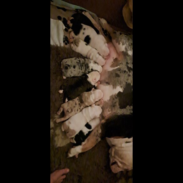 Dorset Olde Tyme Bulldogge - Both