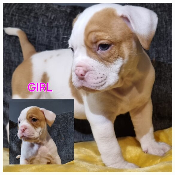 Dorset Olde Tyme Bulldogge - Both