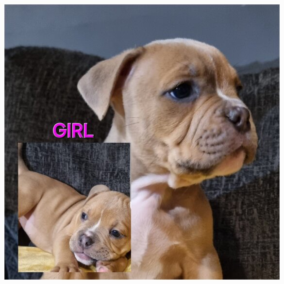 Dorset Olde Tyme Bulldogge - Both