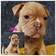 Dorset Olde Tyme Bulldogge - Both