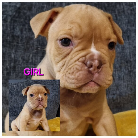 Dorset Olde Tyme Bulldogge - Both
