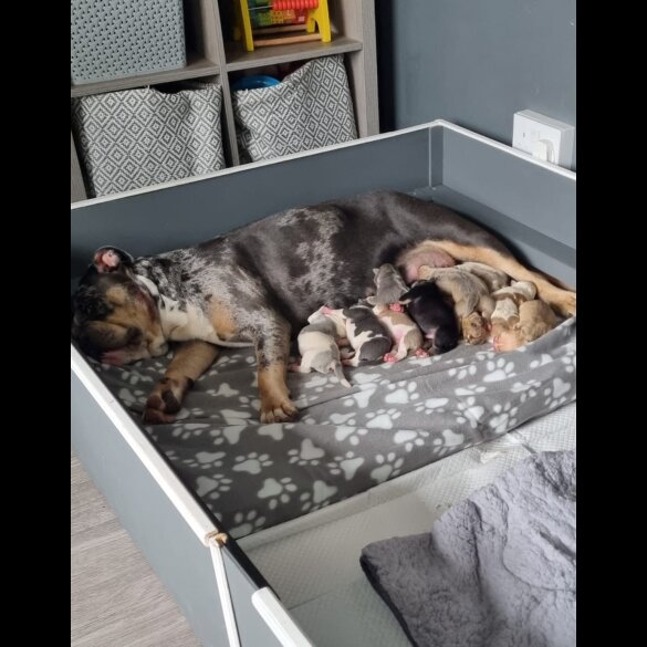Dorset Olde Tyme Bulldogge - Both