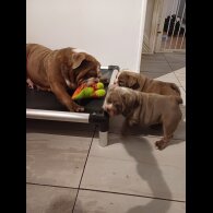 English Bulldog - Bitches