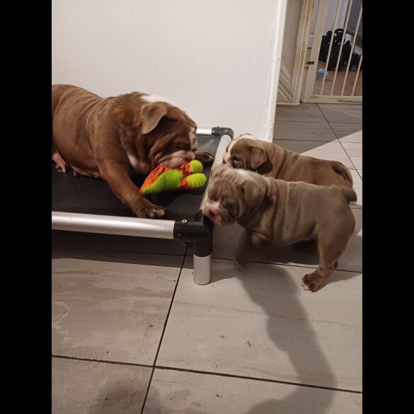 English Bulldog - Bitches