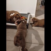 English Bulldog - Bitches