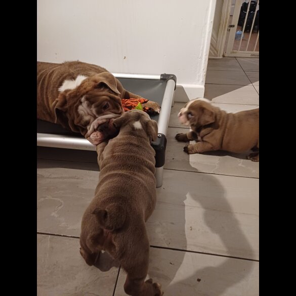 English Bulldog - Bitches