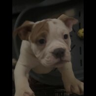 English Bulldog - Dogs