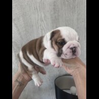 English Bulldog - Both