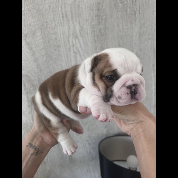 English Bulldog - Both