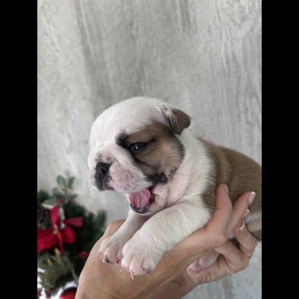 English Bulldog - Both