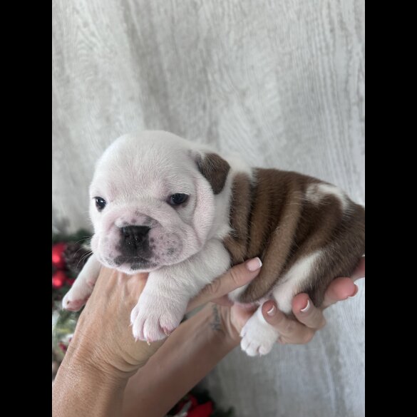 English Bulldog - Both