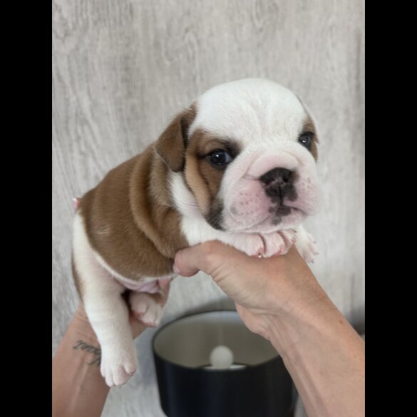 English Bulldog - Both