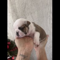 English Bulldog - Both
