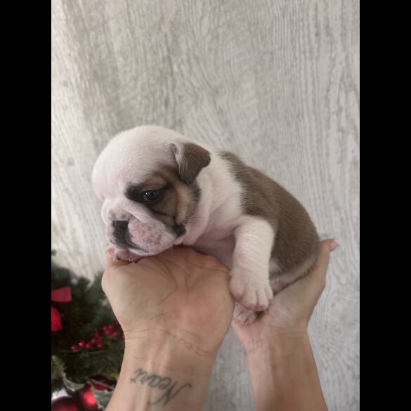 English Bulldog - Both