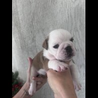 English Bulldog - Both