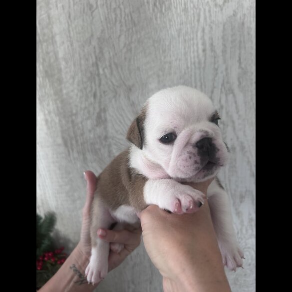 English Bulldog - Both
