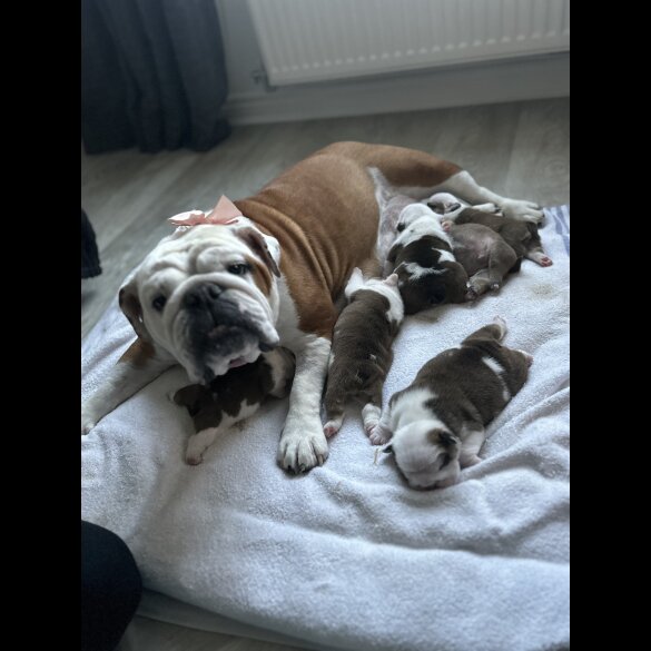 English Bulldog - Both