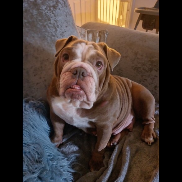 English Bulldog - Bitches