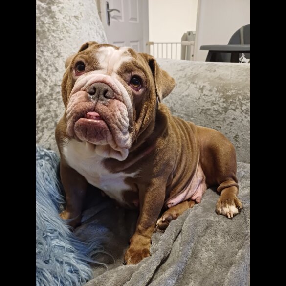 English Bulldog - Bitches