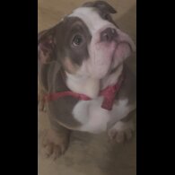 English Bulldog - Bitches