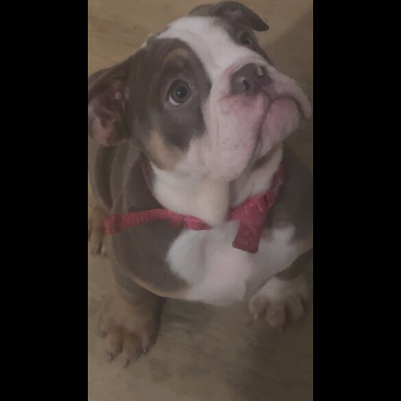 English Bulldog - Bitches