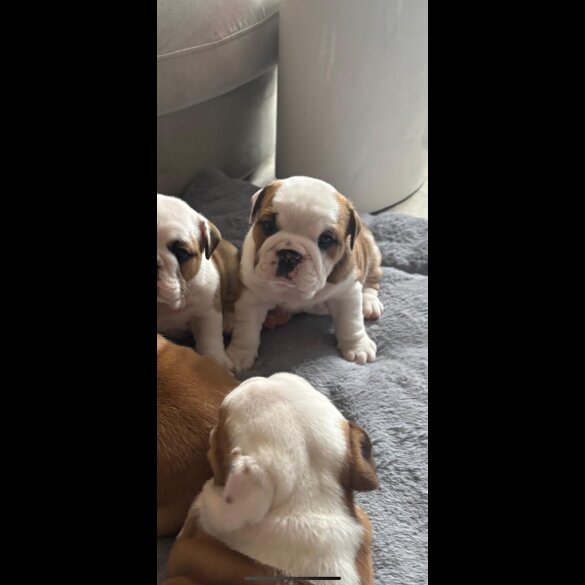 English Bulldog - Both