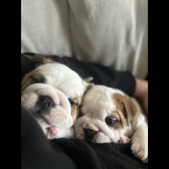 English Bulldog - Both