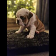 English Bulldog - Both