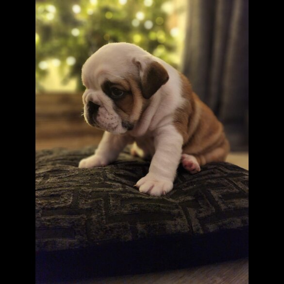 English Bulldog - Both