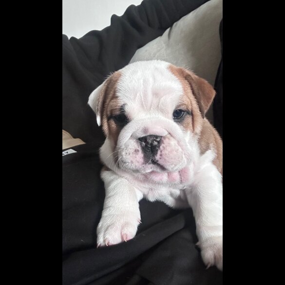 English Bulldog - Both