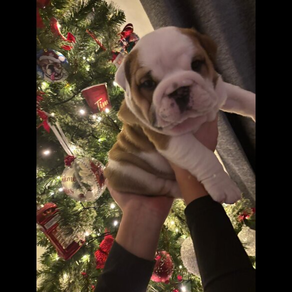 English Bulldog - Both