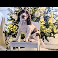 English Springer Spaniel - Bitches