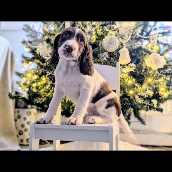 English Springer Spaniel - Bitches