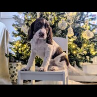 English Springer Spaniel - Bitches