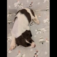 English Springer Spaniel - Bitches