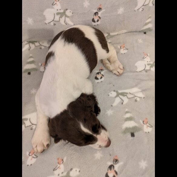 English Springer Spaniel - Bitches
