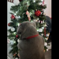 French Bulldog - Dogs