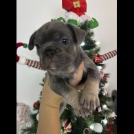 French Bulldog - Dogs