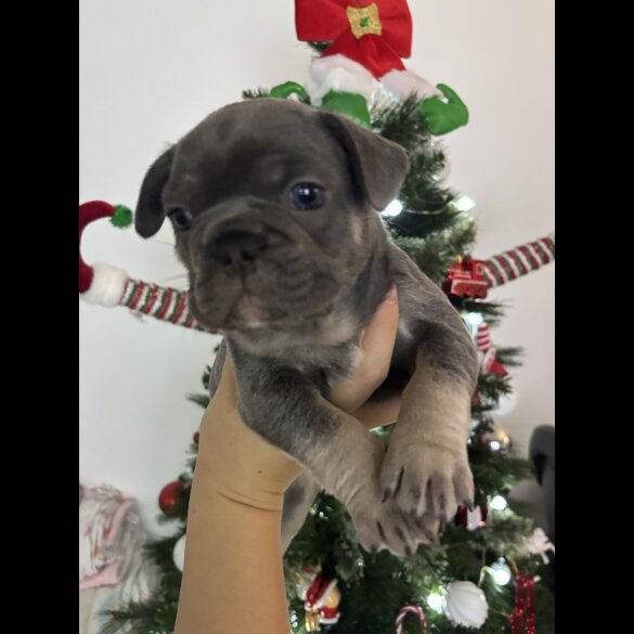 French Bulldog - Dogs