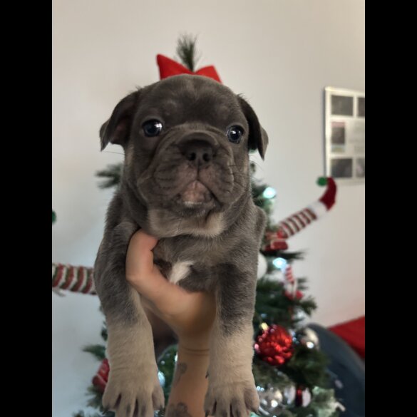 French Bulldog - Dogs
