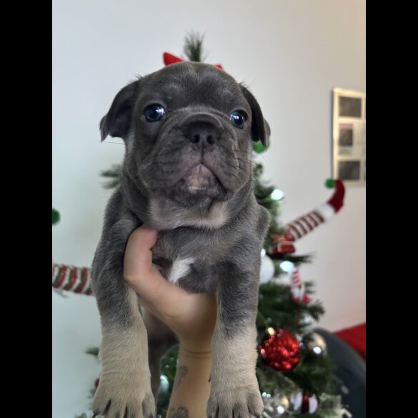 French Bulldog - Dogs