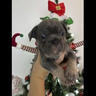 French Bulldog - Dogs
