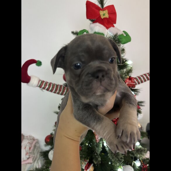 French Bulldog - Dogs